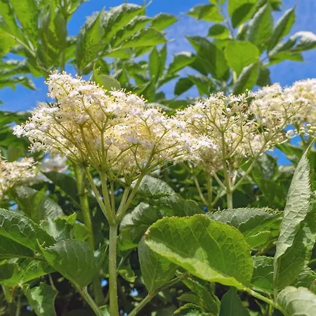 Eliene - 400m From The Sea By Interhome Сasa de vacaciones